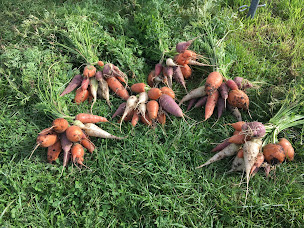 Photo n°14 de L'Haras'Tatouille à Genneville (Ferme bio)