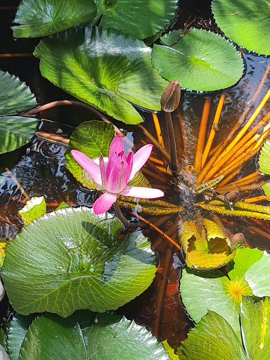 Tahi Exotic Flowers, S.A. de C.V. Gallery - Mexico