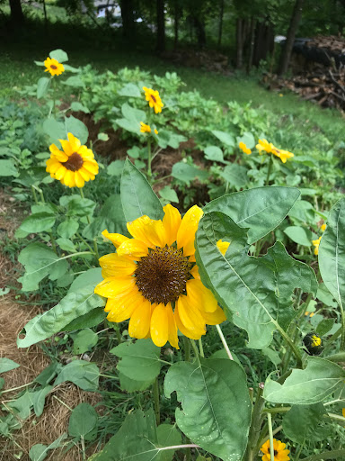 Graceful Blooms - Thumbnail