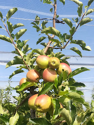 Photo n°15 de Les Vergers du Bouchet à Nouzerolles (Agriculteur)