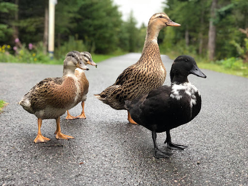Power's Pond Park Duck Pond - Thumbnail