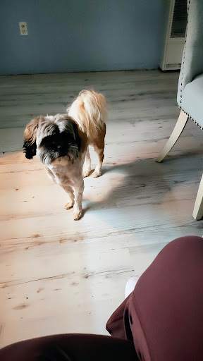 Jennie's Pet Grooming - Thumbnail