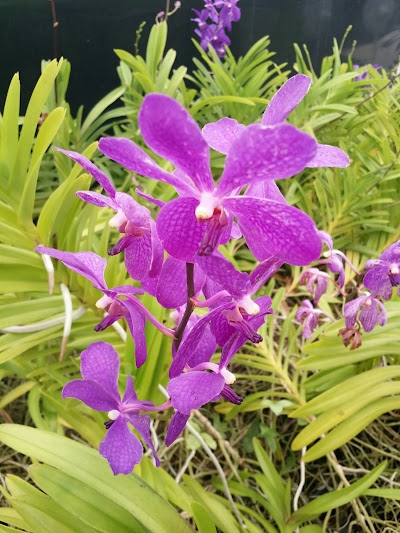 Hawaiian Flowers