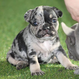 Photo n°16 de Les Staffy Bouli des Flandres à Steenwerck (Éleveur de chiens)