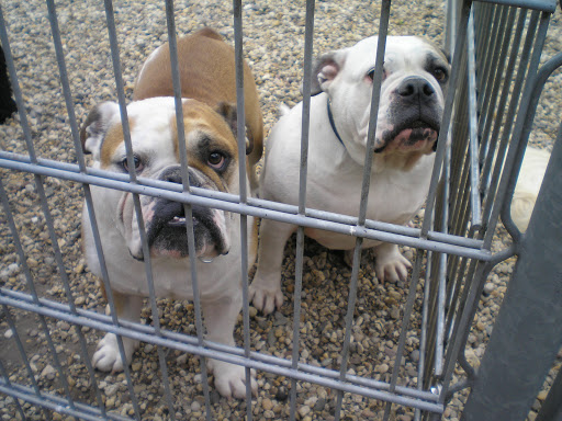 Klein Mezenberg Dierenpension - Thumbnail