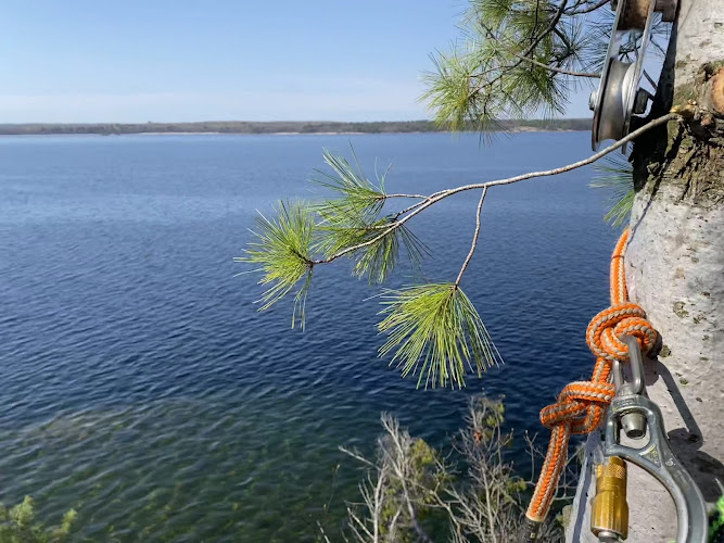Parry Sound Tree Specialists work photo 1
