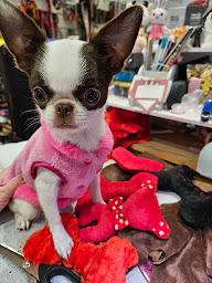 Photo n°6 de Les Toutous de la Côte à Saint-Raphaël (Artisanat)