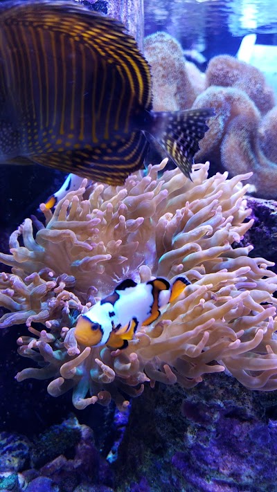 Jackson Fish and Coral