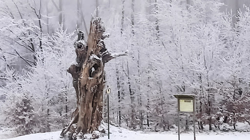 Schillerbuche - Visual