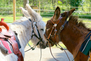 Photo n°2 de cheval loisirs pleine nature à Sournia (Centre équestre)