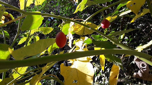 La Citronneraie - Thumbnail