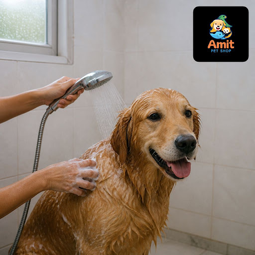 Monsoon humidity can make your dog’s coat dull, itchy and extra-sheddy. With the right home bathi… post image