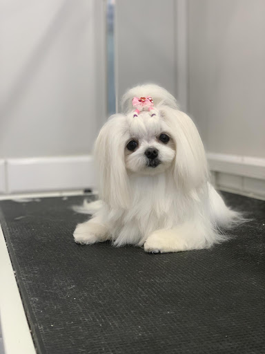 Wash Dog Ursynów- fryzjer Twojego psa