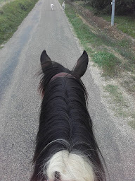 Photo n°9 de EQUITATION SERVICES 47 à Saint-Caprais-de-Lerm (Pension pour chevaux)