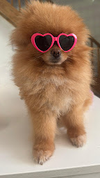 Photo n°52 de SNACK SISTER'S WYNODY à La Farlède (Restaurant)