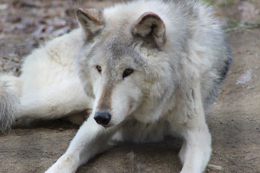 Wolf Exhibit - Visual