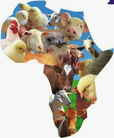 veterinary-care