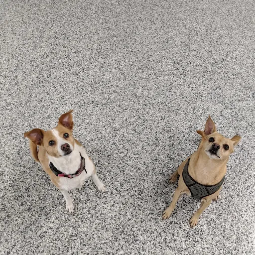 Indoor Zoomies indoor dog park - Thumbnail