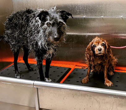 The Stellar Dog, LLC