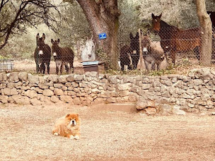 Photo n°3 de Natur'ânes à Mialet (Chalet)