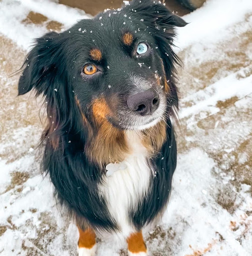 Barks&Biscuits Gallery - Canada