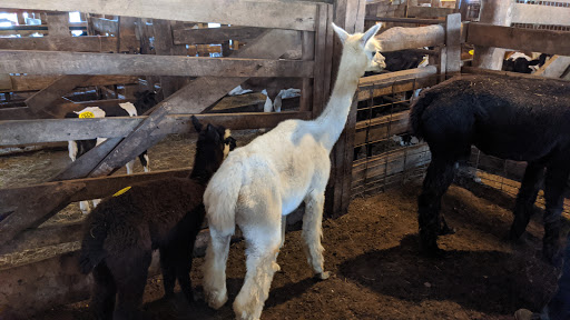 Salem Livestock Auction - Thumbnail