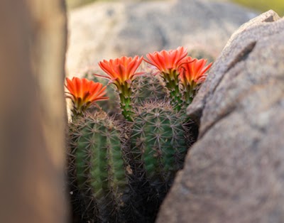 Albuquerque Florist Weddings