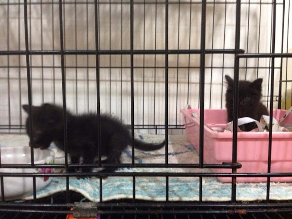 J Jay Pet Station 60 3 6157 6272 10 1 Jalan Pju 5 15 Dataran Sunway Kota Damansara Dataran Sunway Petaling Jaya Selangor Malaysia