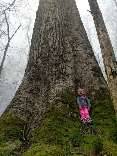 A Walk in the Woods Smoky Mountains hiking and backpacking tours