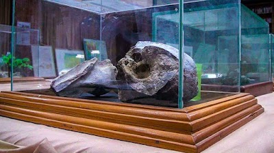 Photos of Dinosaur Nalut Museum
