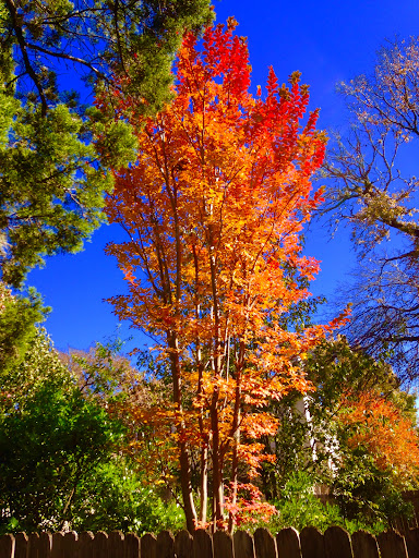 Oak Parke - Visual