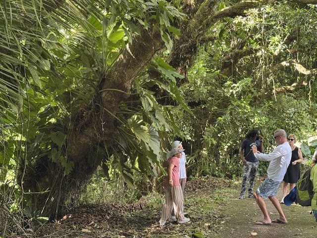 Greg's Safaris by null