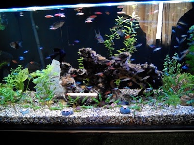 Photos of ACUARIO MUNDO MASCOTAS