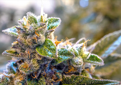 Photo of Mass Alternative Care Chicopee Recreational & Medical Dispensary