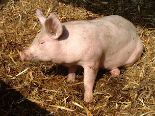 Photo n°1 de Chauvin Scea La Ferme de Bel Air à La Meilleraye-de-Bretagne (Ferme porcine)