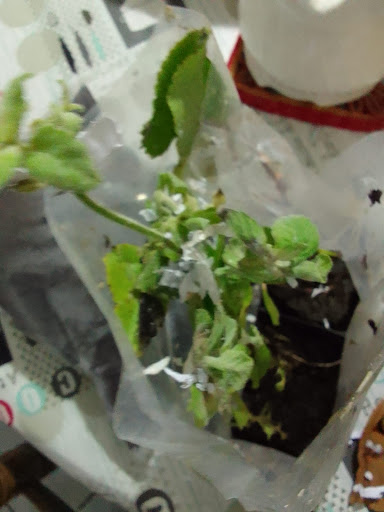 Azienda Natura Viva Padova Di Sposito Manuela - Thumbnail