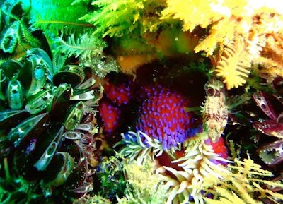 Photos of Into the Blue Scuba Dive Centre Cape Town