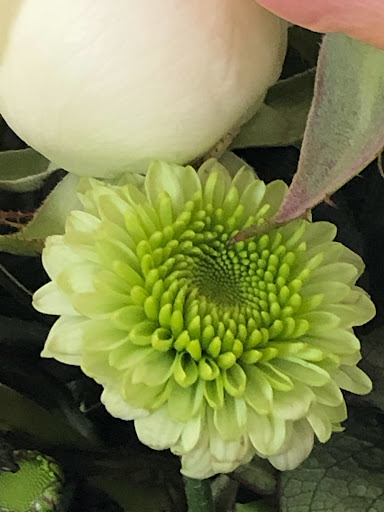 FLORANET - Visual