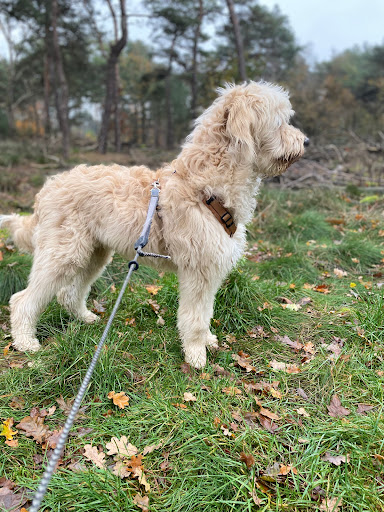 Hondentraining de Lange Boom - Thumbnail