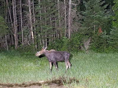 North Conway Moose Safari Moose Tour