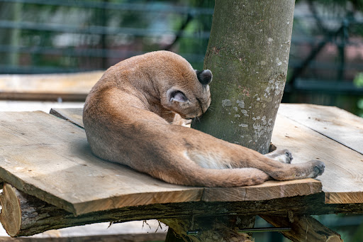 Pumas