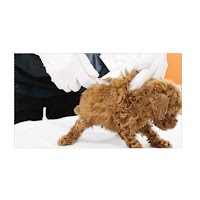 ペッツファースト 富士南店