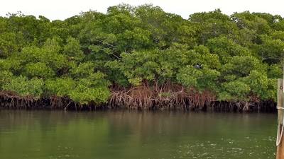 Photos of Caladesi Island State Park