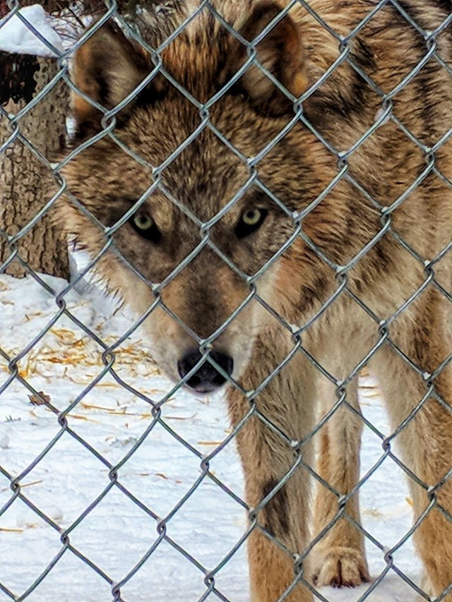 Northern Lights Wildlife Wolf Centre