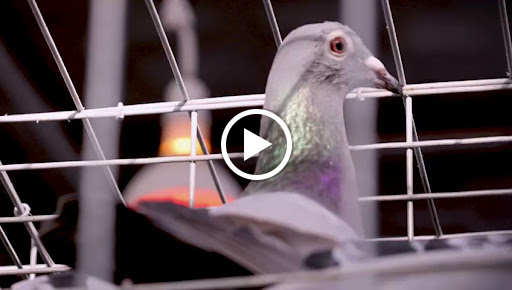 شركة طيور زاجلو