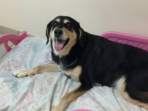 Ventnor Veterinary Office
