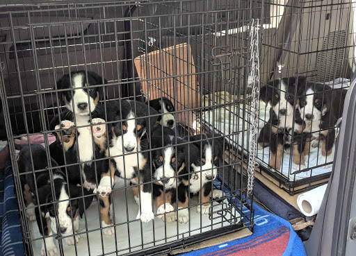 Hopewell Veterinary Group Inc - Thumbnail