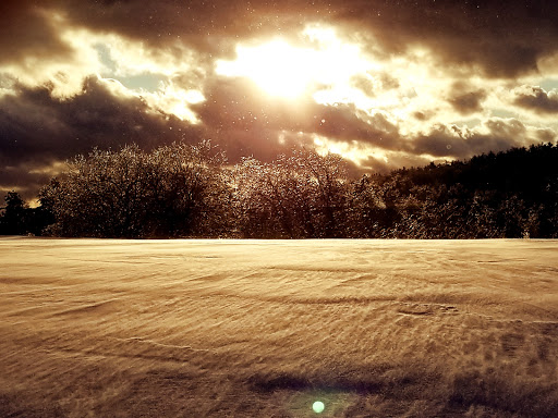 Webb Forest - Thumbnail