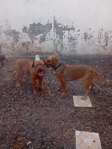 Centro Veterinario del Bajio