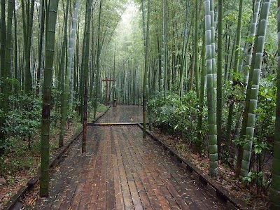 Photos of Nanshan Bamboo Forest